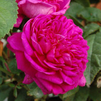 Роза парковая Роуз де Решт (Park rose Rose de Rescht)
