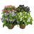 Рассада Торения (Torenia) Рассада Торения (Torenia)