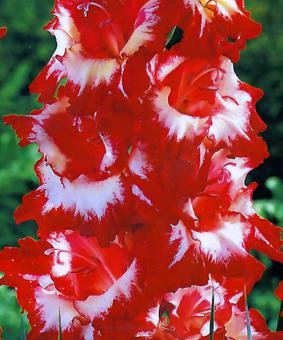lukovichnie-Gladiolus-Sparkler.jpg