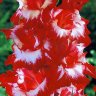 lukovichnie-Gladiolus-Sparkler.jpg
