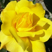 Роза плетистая Голден Шауерс (Rose Climbing Golden Showers)