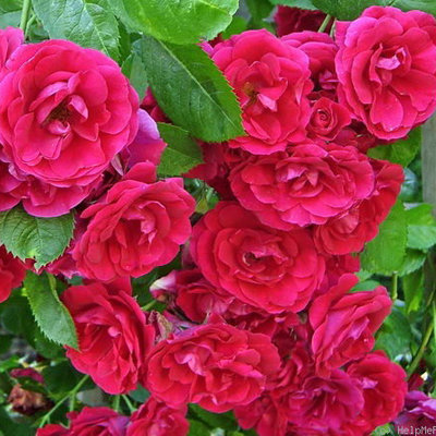 cveti-roza-ferdinand-blaze-superior.jpg
