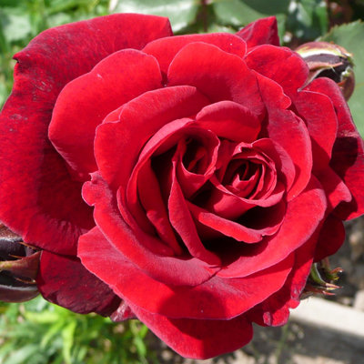 Роза плетистая Дон Жуан (Rose climbing Don Juan)