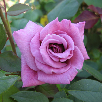 cveti-roza-Indigoletta.jpg