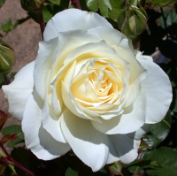 Роза чайно-гибридная Анастасия (Rose Hybrid Tea Anastasiya)