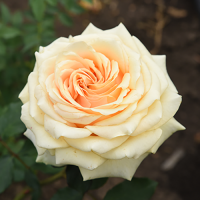 Роза чайно-гибридная Гейша (Rose Hybrid Tea Geisha)