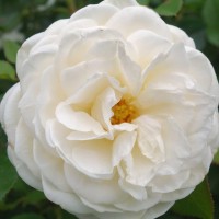 Роза парковая Артемис (Park rose Artemis)
