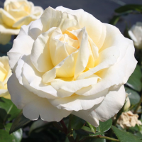 Роза чайно-гибридная Ла Перла (Rose Hybrid Tea La Perla)