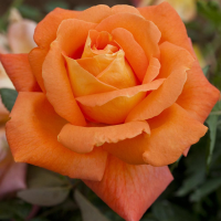 Роза чайно-гибридная Луи де Фюнес (Rose Hybrid Tea Louis de Funes)