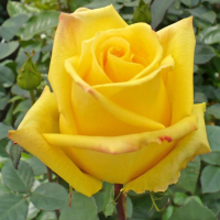 Роза чайно-гибридная Мохана (Rose Hybrid Tea Mohana)