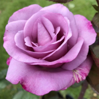 Роза чайно-гибридная Муди Блю (Rose Hybrid Tea Moody Blue)
