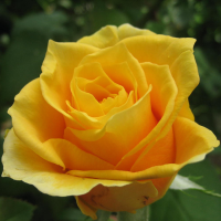 Роза чайно-гибридная Папилон (Rose Hybrid Tea Papillon)