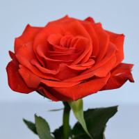 Роза чайно-гибридная Сантана (Rose Hybrid Tea Santana)