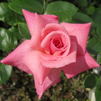 Роза чайно-гибридная Смут Леди (Rose Hybrid Tea Smooth Lady)