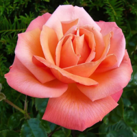 Роза чайно-гибридная Тройка (Rose Hybrid Tea Troika)