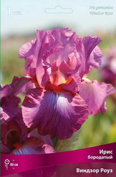 cveti-Iris-germanyca-windsor-rose.jpg