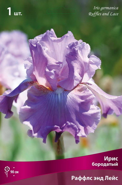 cveti-Iris-germanyca-ruffles-and-lace.jpg