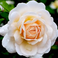 Роза парковая английская Крокус Роуз (Park English rose Crocus Rose)