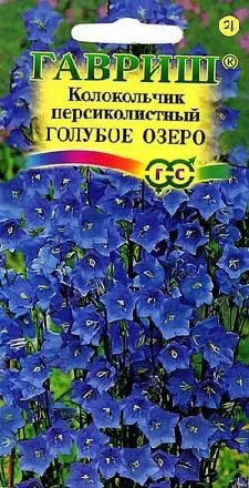 Цветы кампанелла многолетний или однолетний Цветы кампанелла многолетний или однолетний
